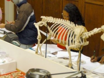 Teaching class in the Zooarchaeology laboratory. 